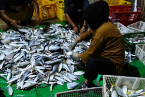 Rahasia Memilih Ikan Segar ala KKP dan Cara Mengolahnya Agar Aman bagi Keluarga