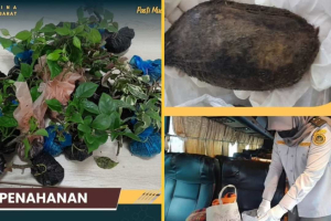 Petugas Karantina di PLBN Entikong Sita Bibit Bugenvil dan Biji Mangga dari Malaysia