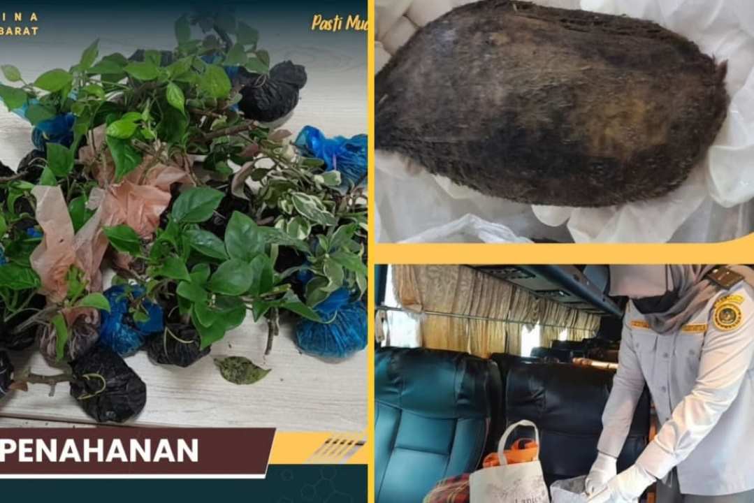 Petugas Karantina di PLBN Entikong Sita Bibit Bugenvil dan Biji Mangga dari Malaysia