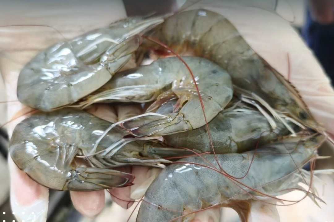 Ekspor Perdana 1,3 Ton Udang Vaname via PLBN Entikong Tembus Malaysia