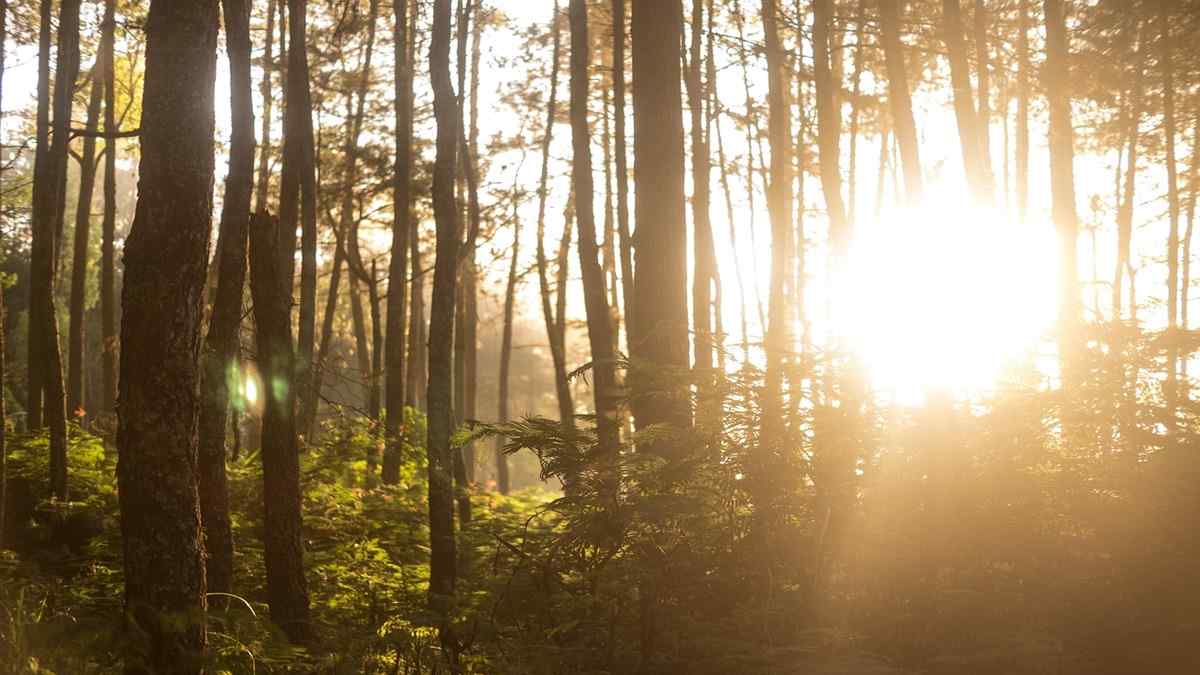 Prabowo Cabut Izin 28 Perusahaan Pelanggar di Kawasan Hutan Nasional