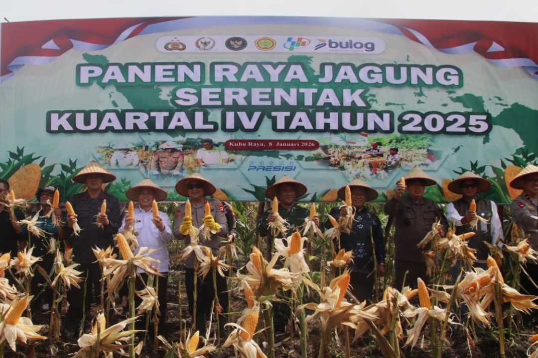 Kalbar Pecahkan Rekor MURI Panen Jagung, Siapkan Pakan untuk Investasi Rp1,7 Triliun
