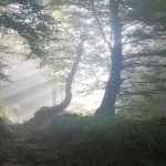 Wamen Kehutanan Tekankan Tata Kelola Berbasis Risiko Demi Hutan Berkelanjutan