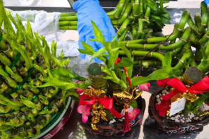 Jelang Imlek, Karantina Entikong Sita 9 Kemasan Bibit Bambu Hias Asal Malaysia